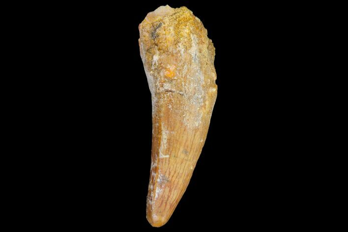 Fossil Crocodile (Elosuchus) Tooth - Morocco #81038